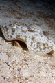   This little guy was hanging just through swim hole No Name Reef. ISO 200 f8 shutter 160 Canon 350D Ikelite Housing Single DS160 strobe Reef f/8  